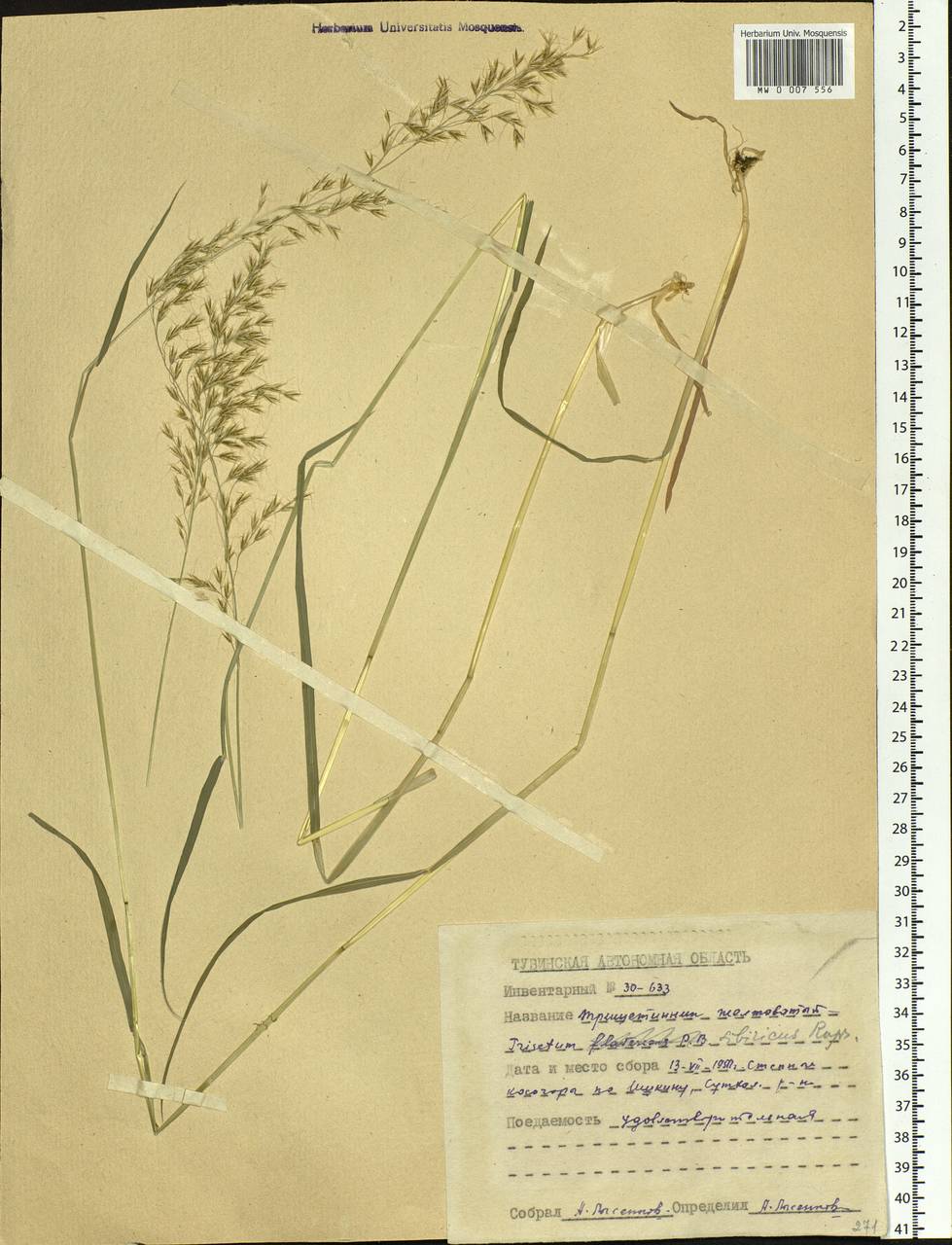 Sibirotrisetum sibiricum (Rupr.) Barberá, Siberia, Altai & Sayany Mountains (S2) (Russia)