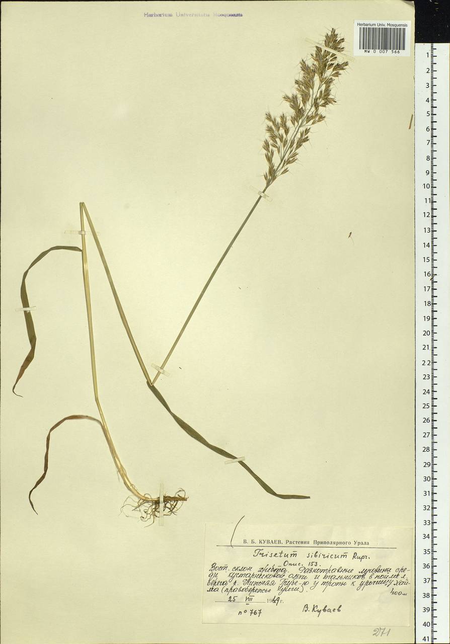 Sibirotrisetum sibiricum (Rupr.) Barberá, Siberia, Western Siberia (S1) (Russia)