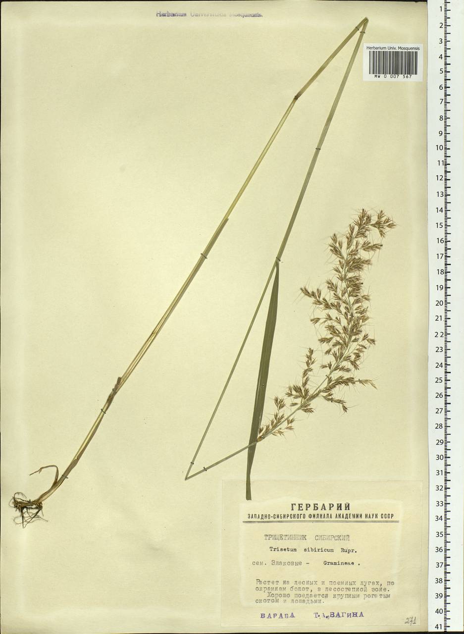 Sibirotrisetum sibiricum (Rupr.) Barberá, Siberia, Western Siberia (S1) (Russia)