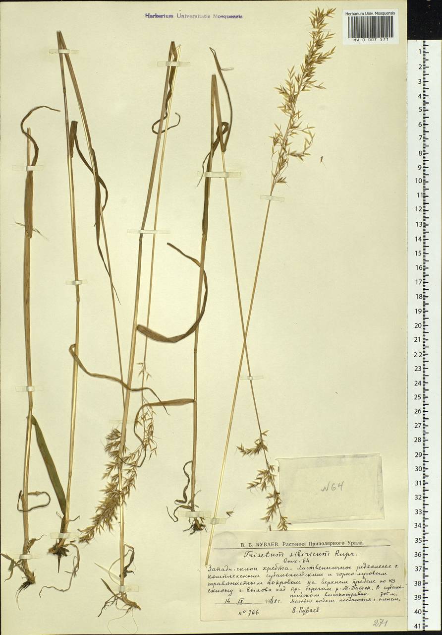 Sibirotrisetum sibiricum (Rupr.) Barberá, Eastern Europe, Northern region (E1) (Russia)