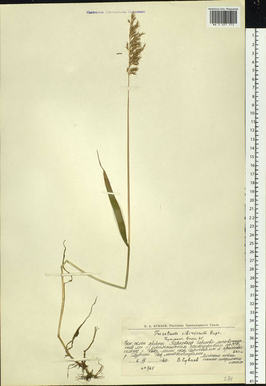 Sibirotrisetum sibiricum (Rupr.) Barberá, Eastern Europe, Northern region (E1) (Russia)