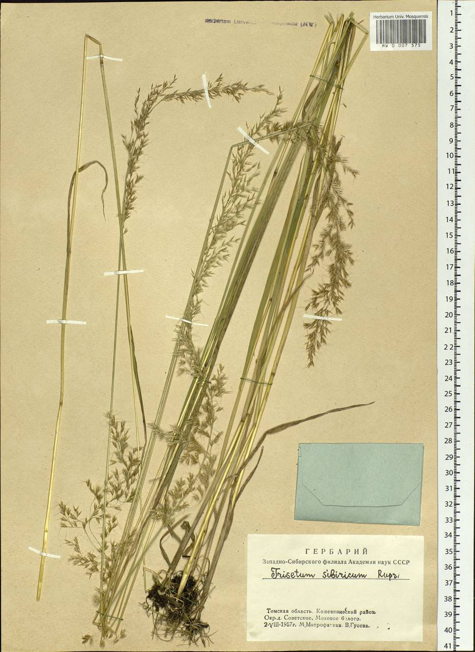 Sibirotrisetum sibiricum (Rupr.) Barberá, Siberia, Western Siberia (S1) (Russia)