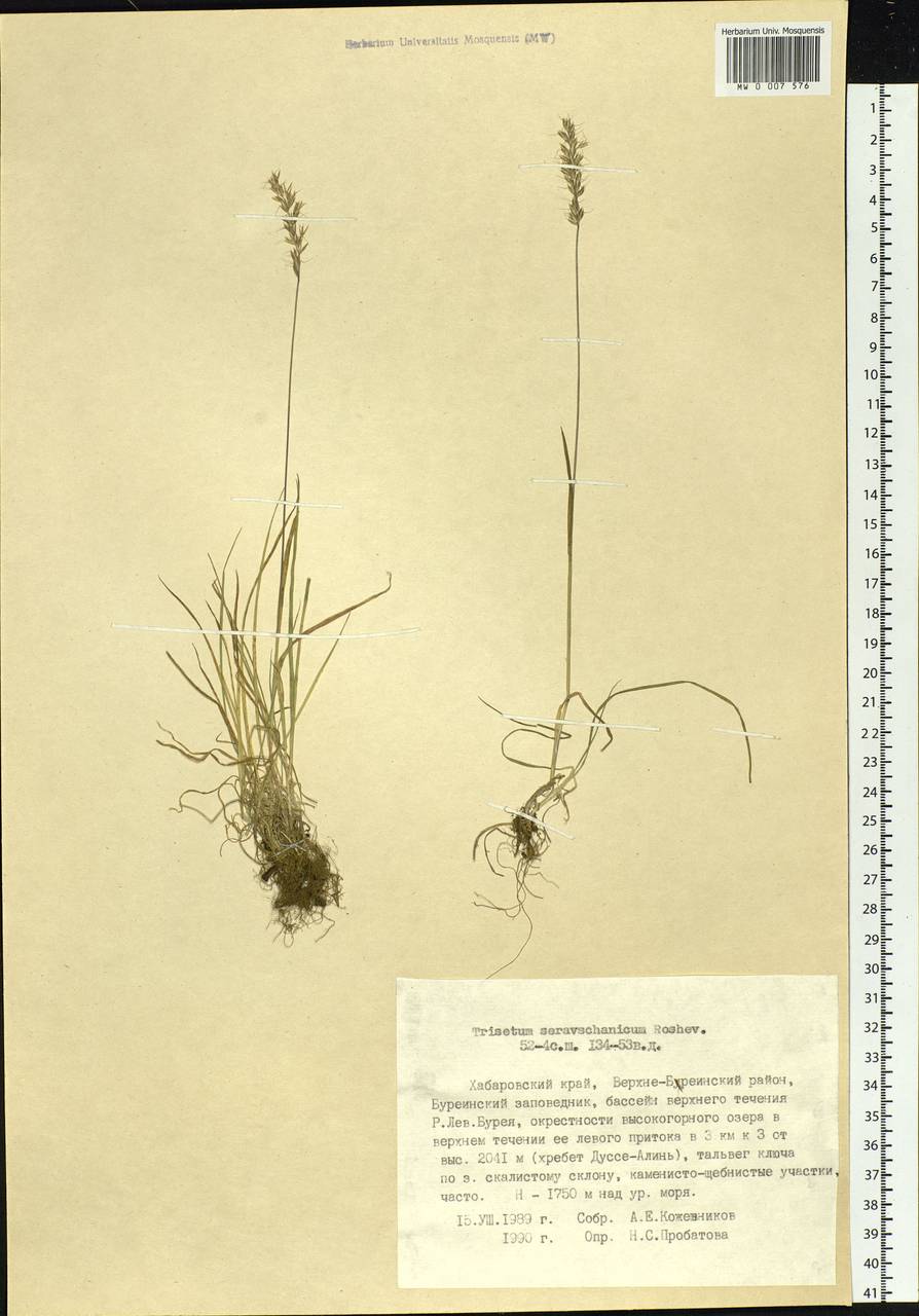 Trisetum spicatum (L.) K.Richt., Siberia, Russian Far East (S6) (Russia)