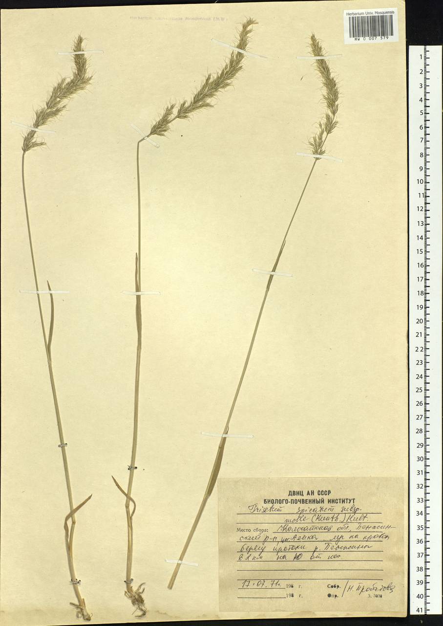 Koeleria spicata subsp. spicata, Siberia, Chukotka & Kamchatka (S7) (Russia)