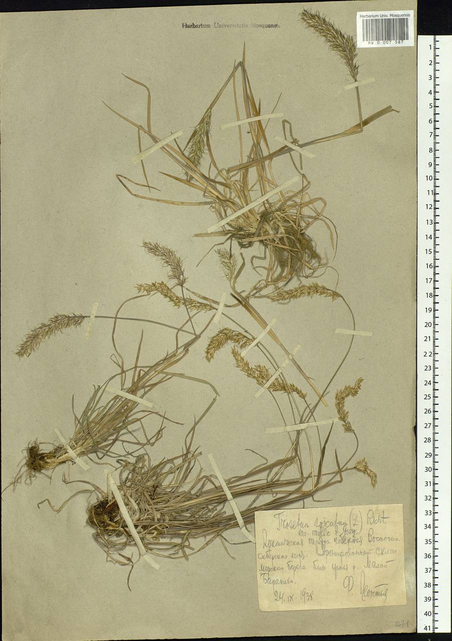 Koeleria spicata subsp. spicata, Siberia, Chukotka & Kamchatka (S7) (Russia)