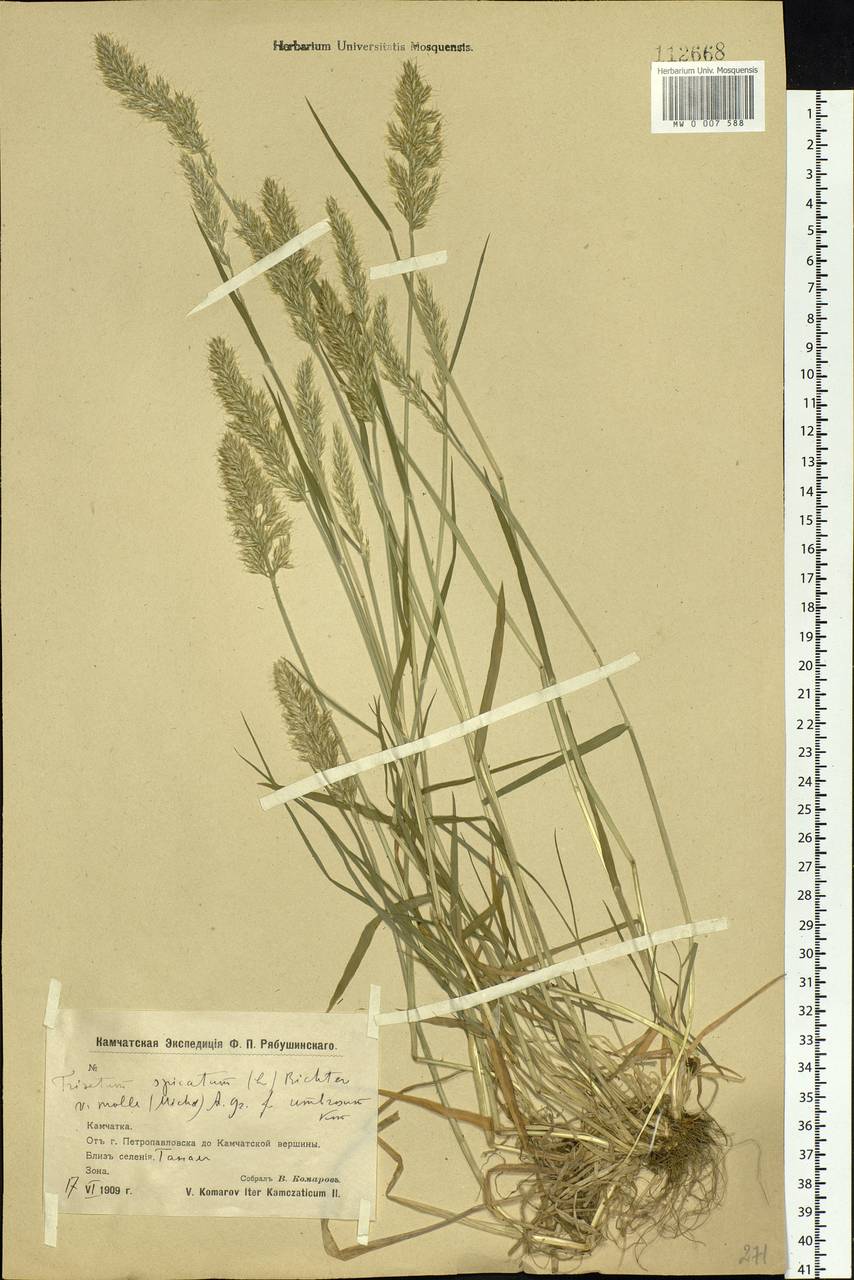 Koeleria spicata subsp. spicata, Siberia, Chukotka & Kamchatka (S7) (Russia)