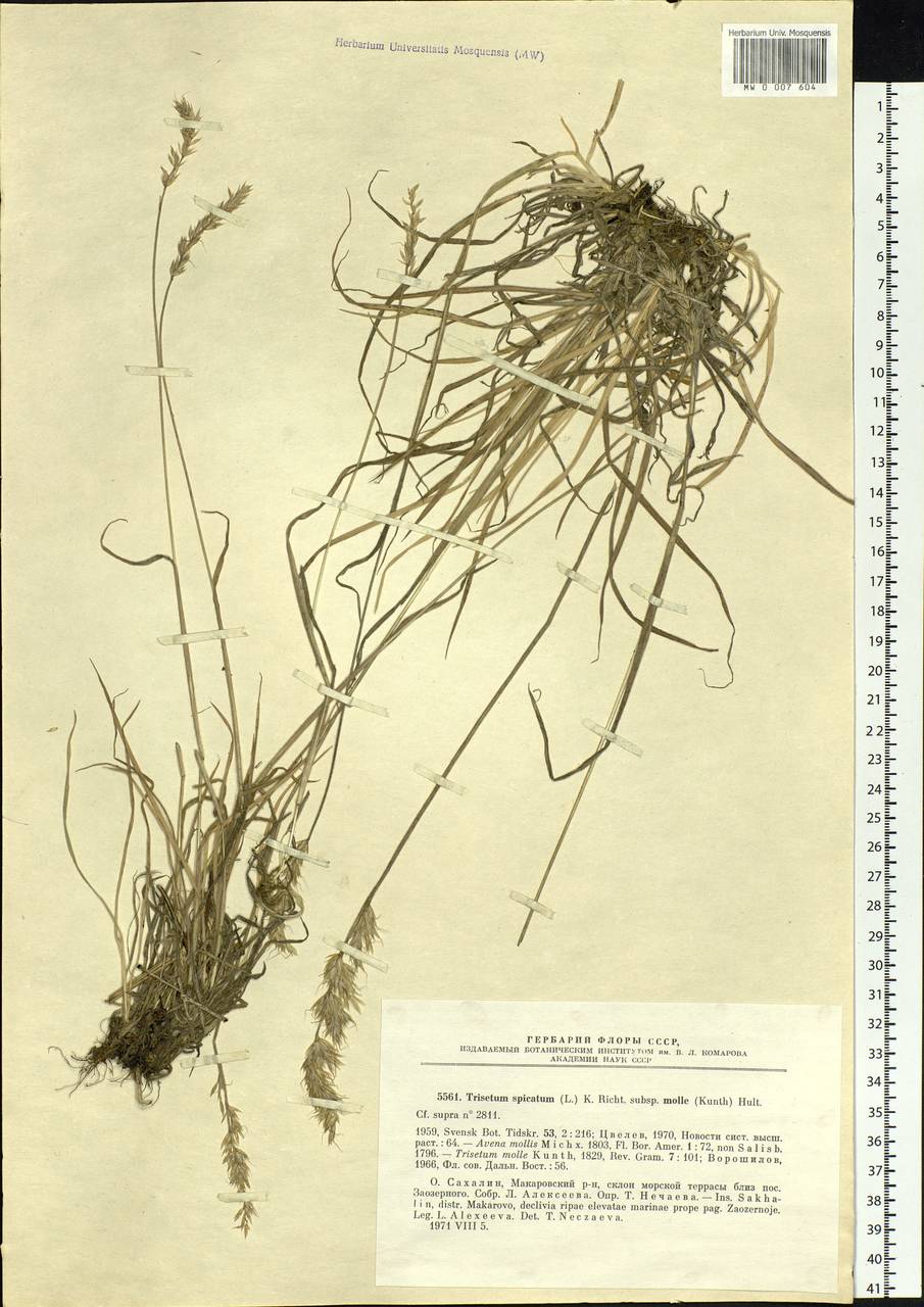 Koeleria spicata subsp. spicata, Siberia, Russian Far East (S6) (Russia)