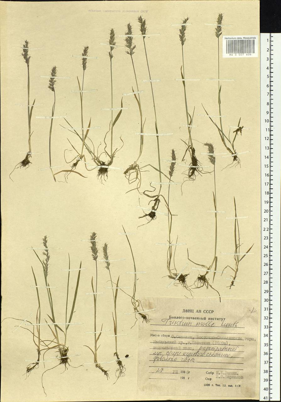 Koeleria spicata subsp. spicata, Siberia, Russian Far East (S6) (Russia)