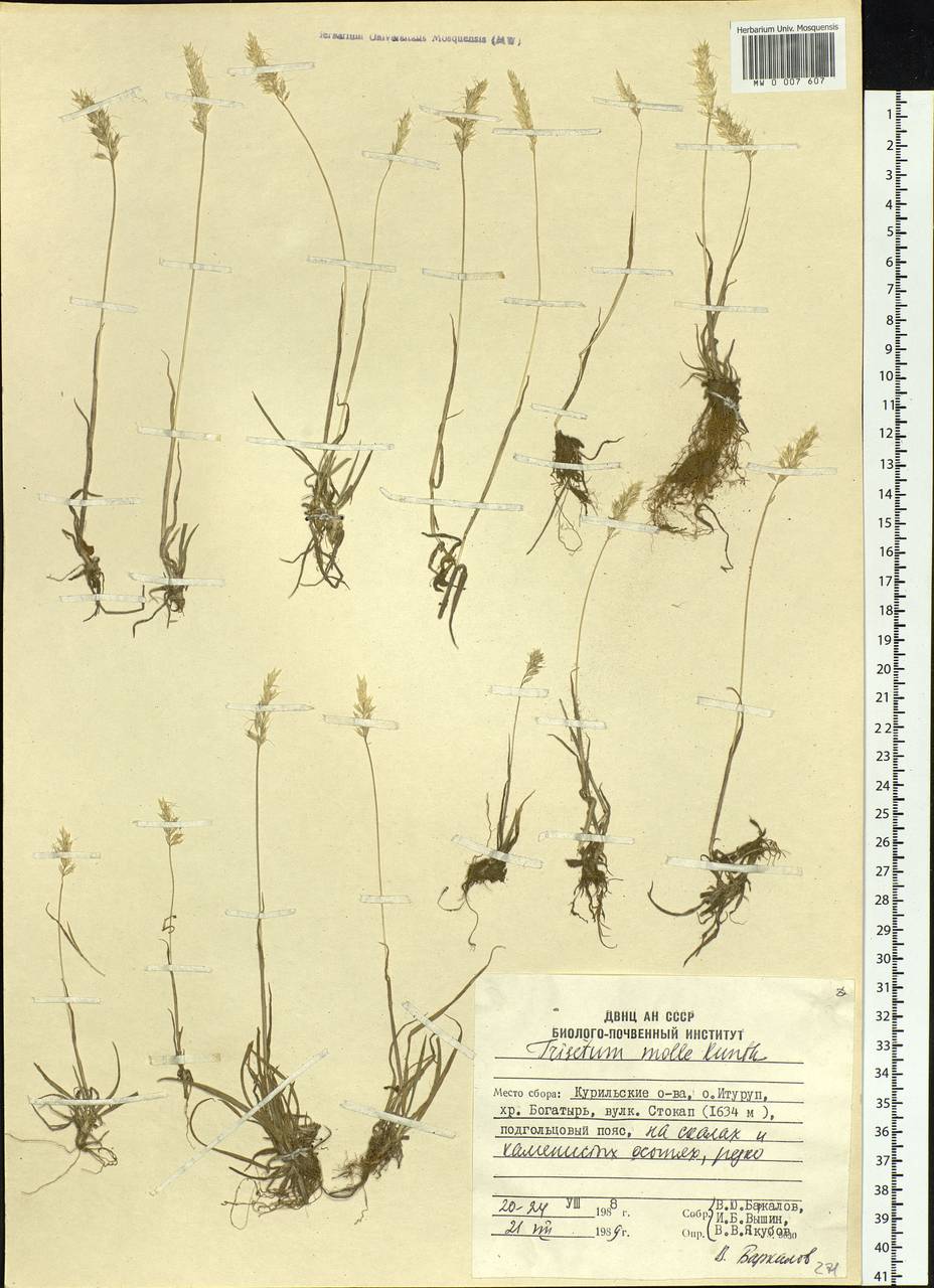 Koeleria spicata subsp. spicata, Siberia, Russian Far East (S6) (Russia)