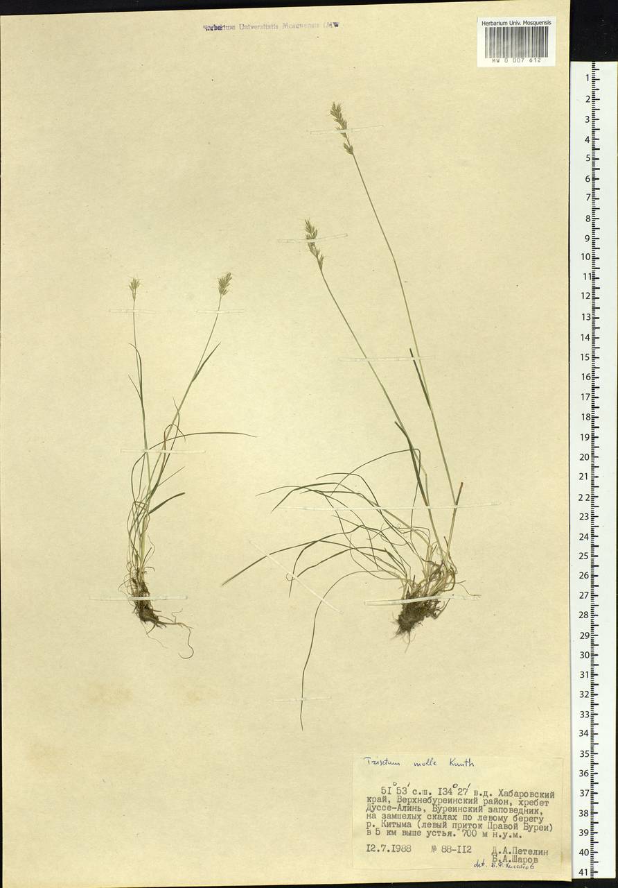 Koeleria spicata subsp. spicata, Siberia, Russian Far East (S6) (Russia)