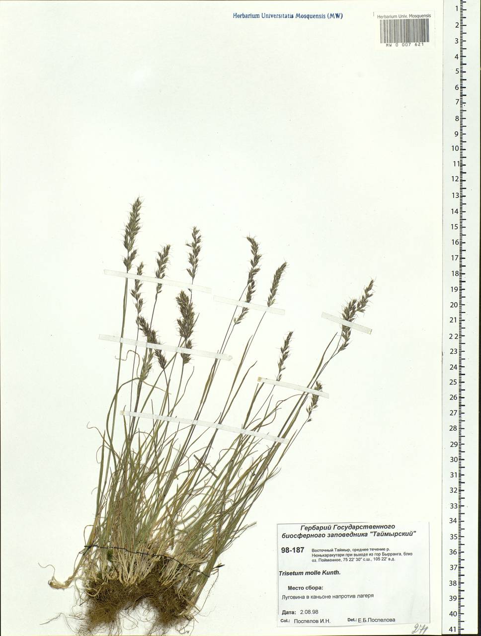 Koeleria spicata subsp. spicata, Siberia, Central Siberia (S3) (Russia)