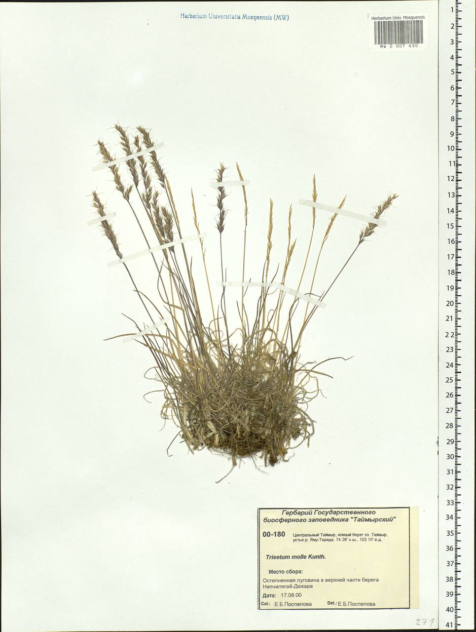 Koeleria spicata subsp. spicata, Siberia, Central Siberia (S3) (Russia)