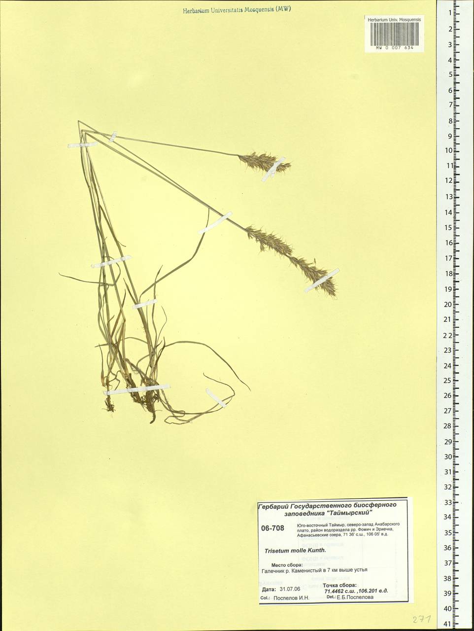 Koeleria spicata subsp. spicata, Siberia, Central Siberia (S3) (Russia)