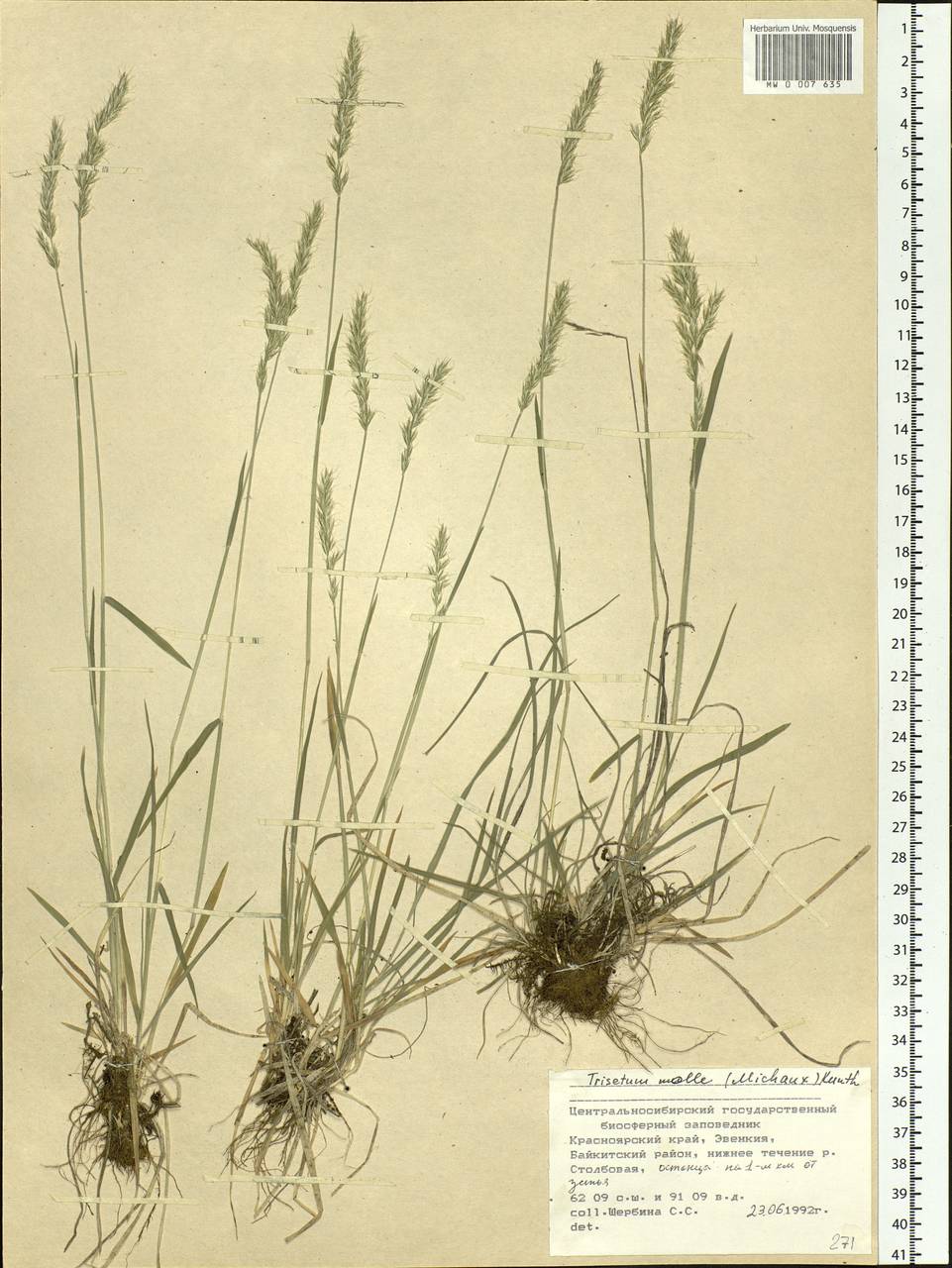 Koeleria spicata subsp. spicata, Siberia, Central Siberia (S3) (Russia)