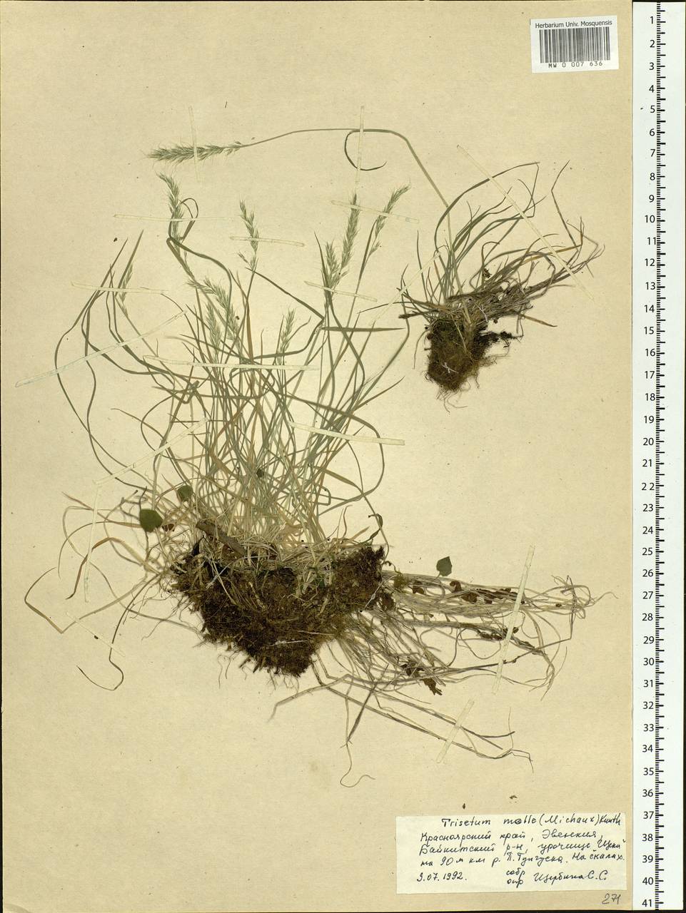 Koeleria spicata subsp. spicata, Siberia, Central Siberia (S3) (Russia)