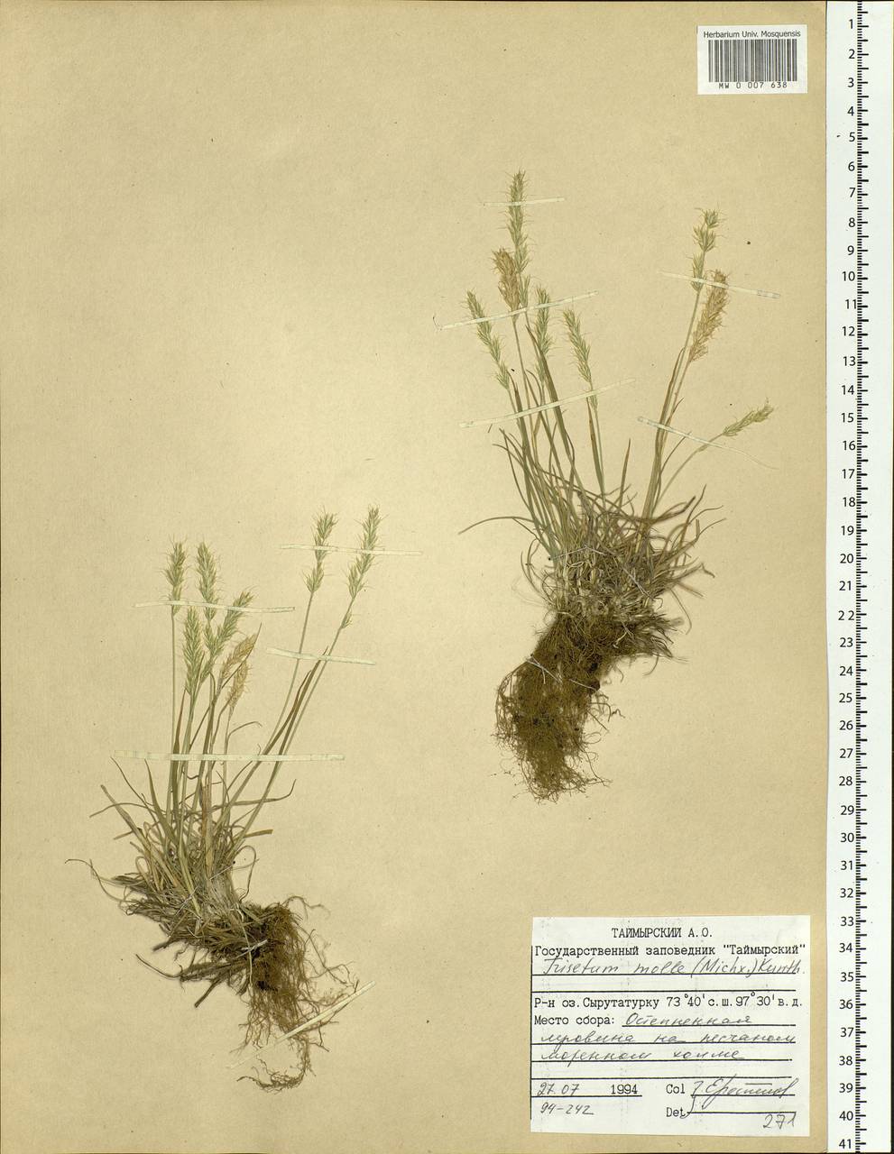 Koeleria spicata subsp. spicata, Siberia, Central Siberia (S3) (Russia)