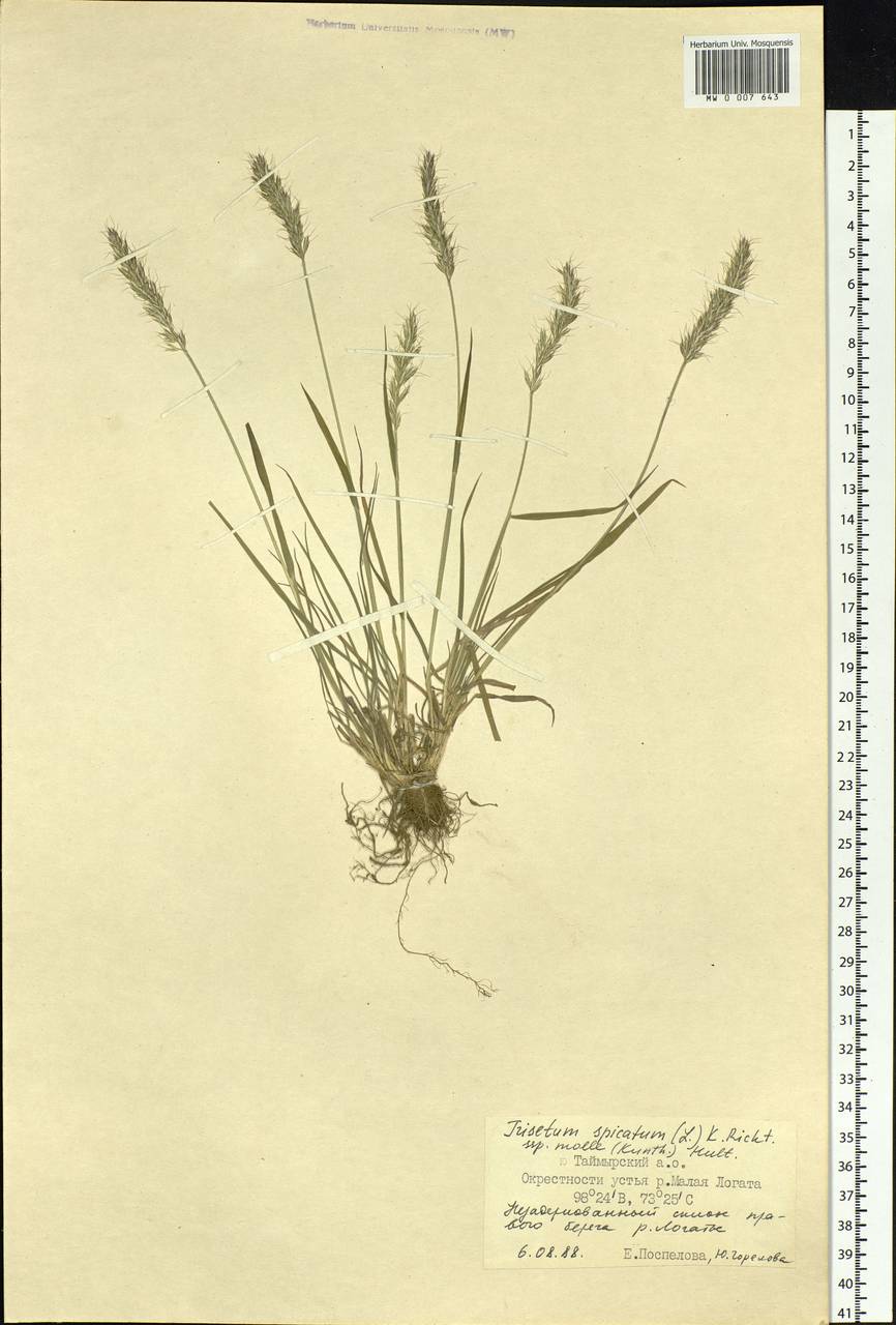 Koeleria spicata subsp. spicata, Siberia, Central Siberia (S3) (Russia)