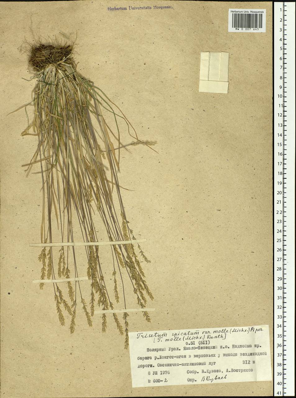 Koeleria spicata subsp. spicata, Siberia, Western Siberia (S1) (Russia)