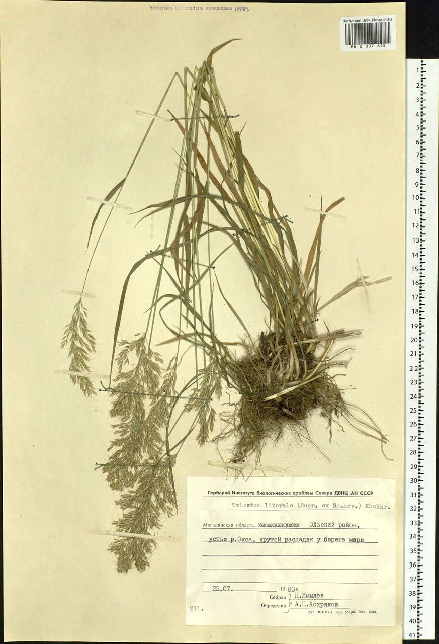 Trisetum sibiricum Rupr., Siberia, Chukotka & Kamchatka (S7) (Russia)
