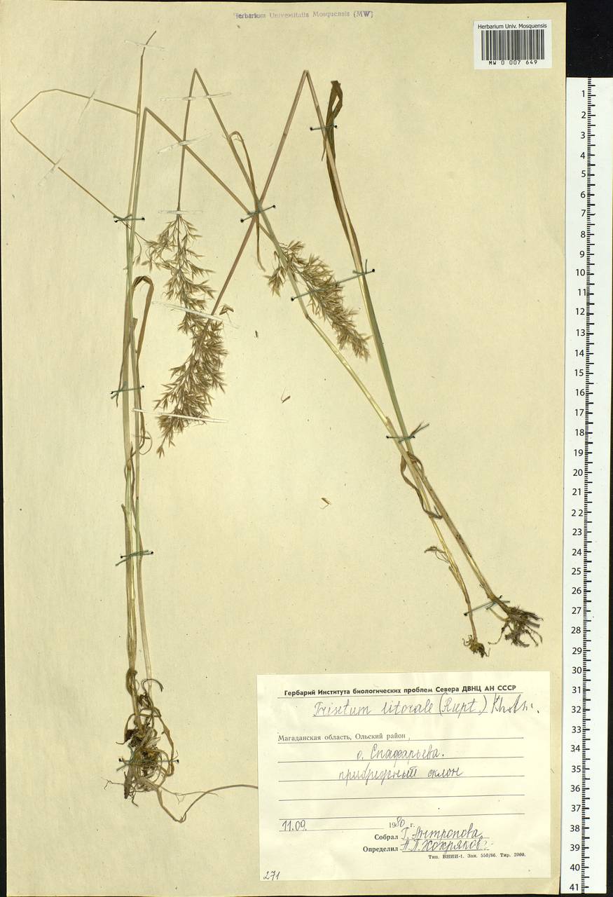 Sibirotrisetum litorale (Roshev.) Chepinoga, Siberia, Chukotka & Kamchatka (S7) (Russia)