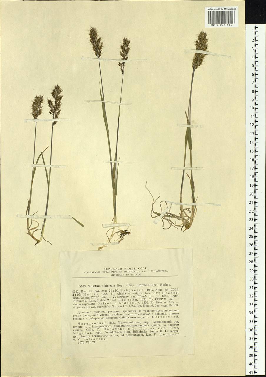 Sibirotrisetum litorale (Roshev.) Chepinoga, Siberia, Chukotka & Kamchatka (S7) (Russia)