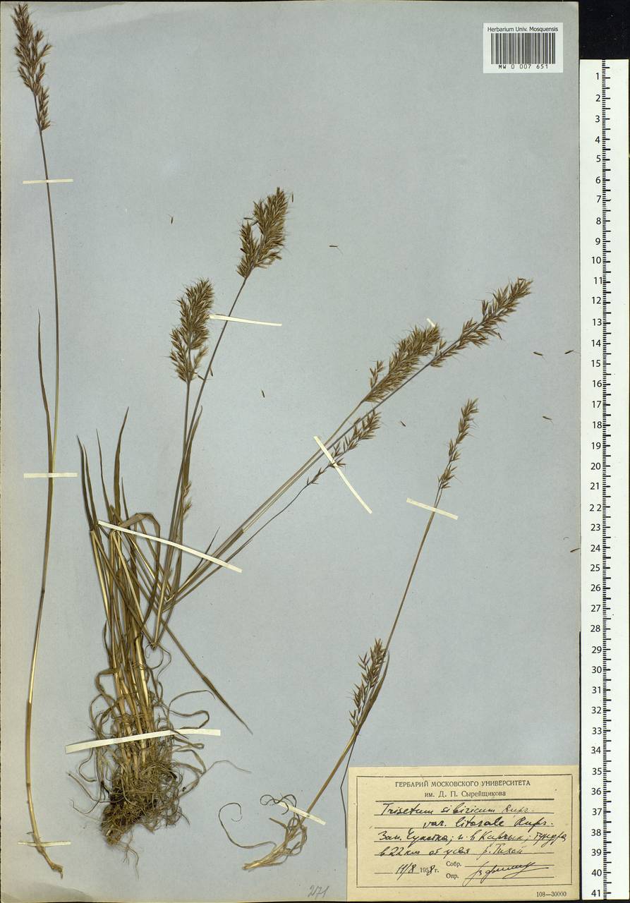 Trisetum sibiricum Rupr., Siberia, Chukotka & Kamchatka (S7) (Russia)