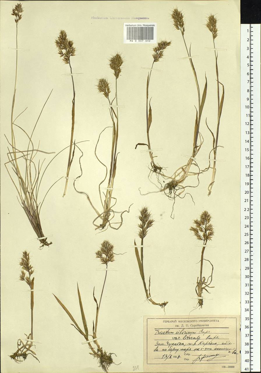 Trisetum sibiricum Rupr., Siberia, Chukotka & Kamchatka (S7) (Russia)