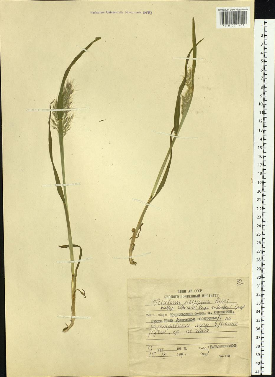 Trisetum sibiricum Rupr., Siberia, Russian Far East (S6) (Russia)
