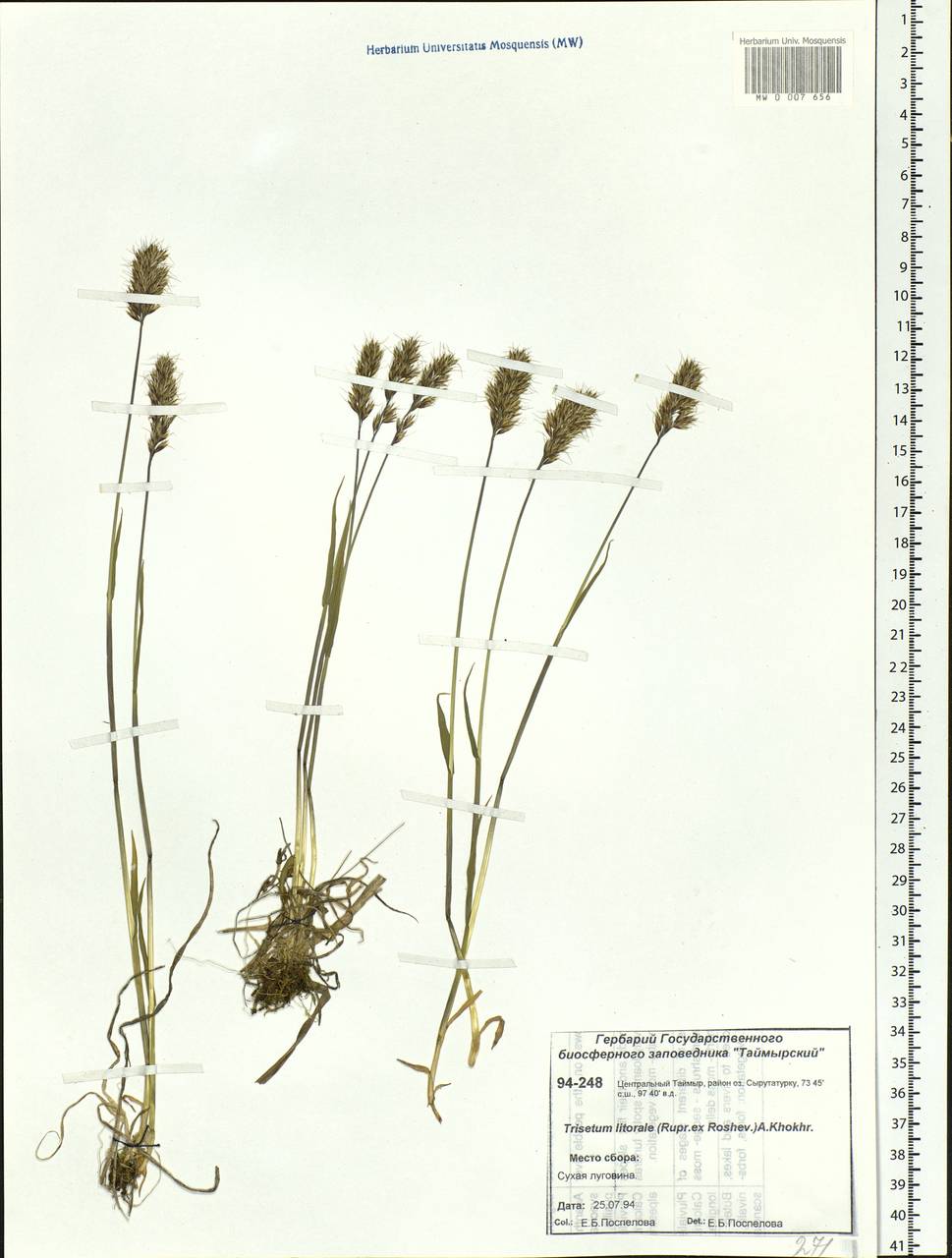 Trisetum sibiricum Rupr., Siberia, Central Siberia (S3) (Russia)