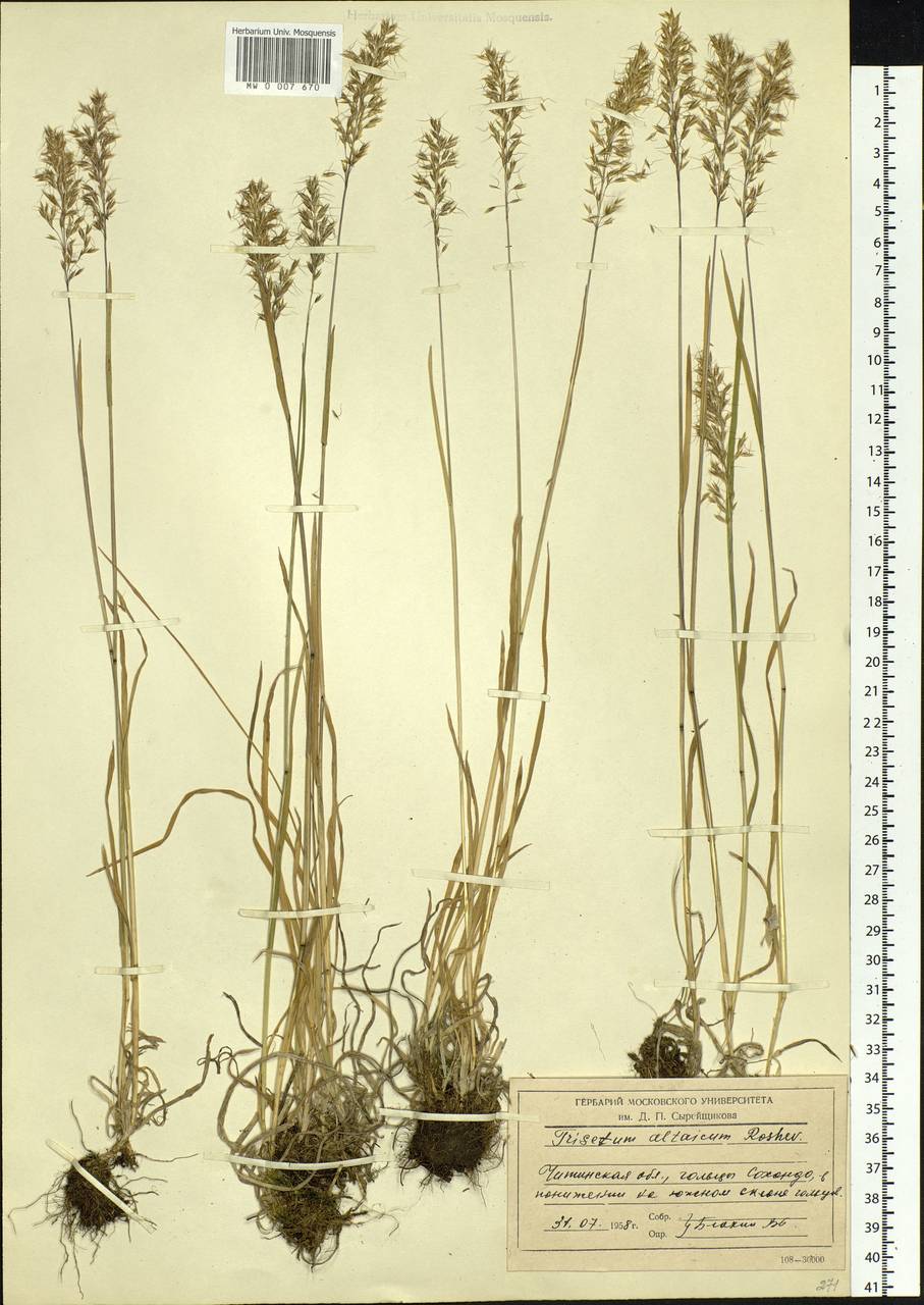 Trisetum altaicum Roshev., Siberia, Baikal & Transbaikal region (S4) (Russia)