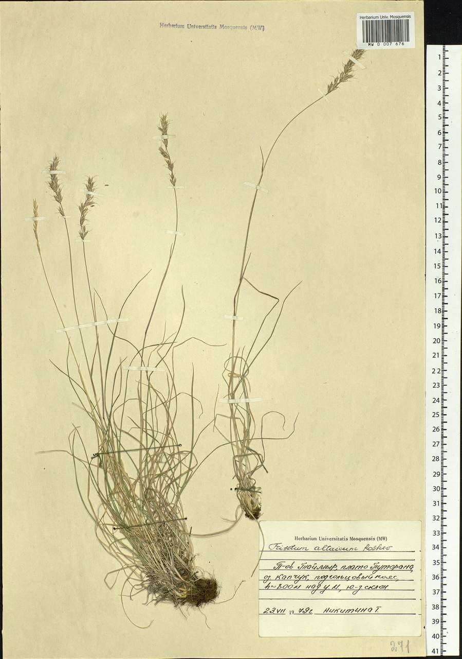 Trisetum altaicum Roshev., Siberia, Central Siberia (S3) (Russia)