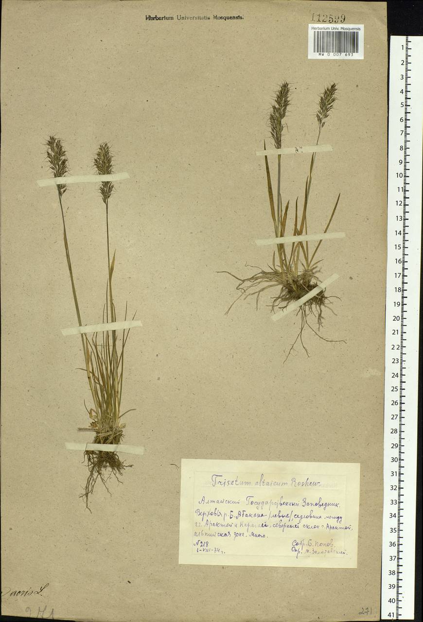 Trisetum altaicum Roshev., Siberia, Altai & Sayany Mountains (S2) (Russia)