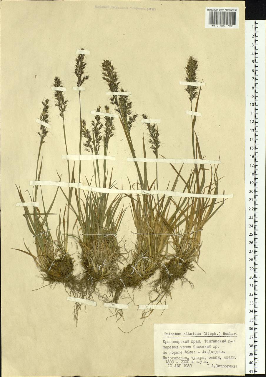 Koeleria roshevitzii Chepinoga, Siberia, Altai & Sayany Mountains (S2) (Russia)