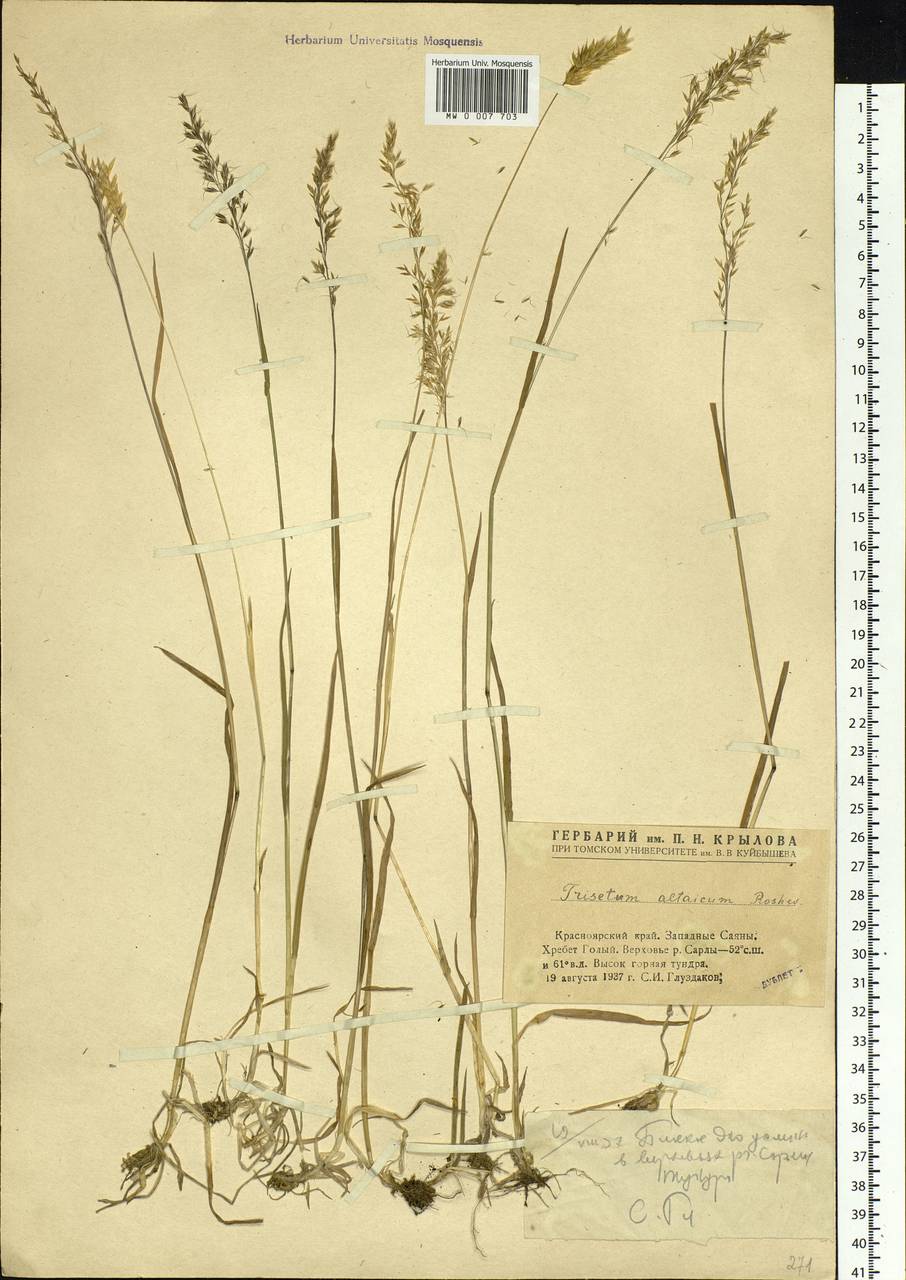 Trisetum altaicum Roshev., Siberia, Altai & Sayany Mountains (S2) (Russia)