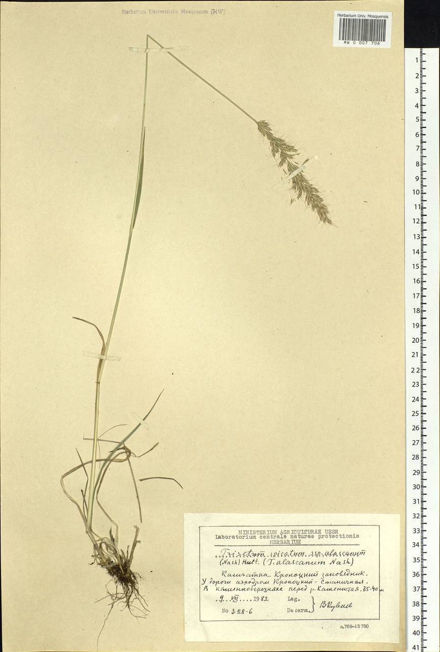 Trisetum spicatum (L.) K.Richt., Siberia, Chukotka & Kamchatka (S7) (Russia)