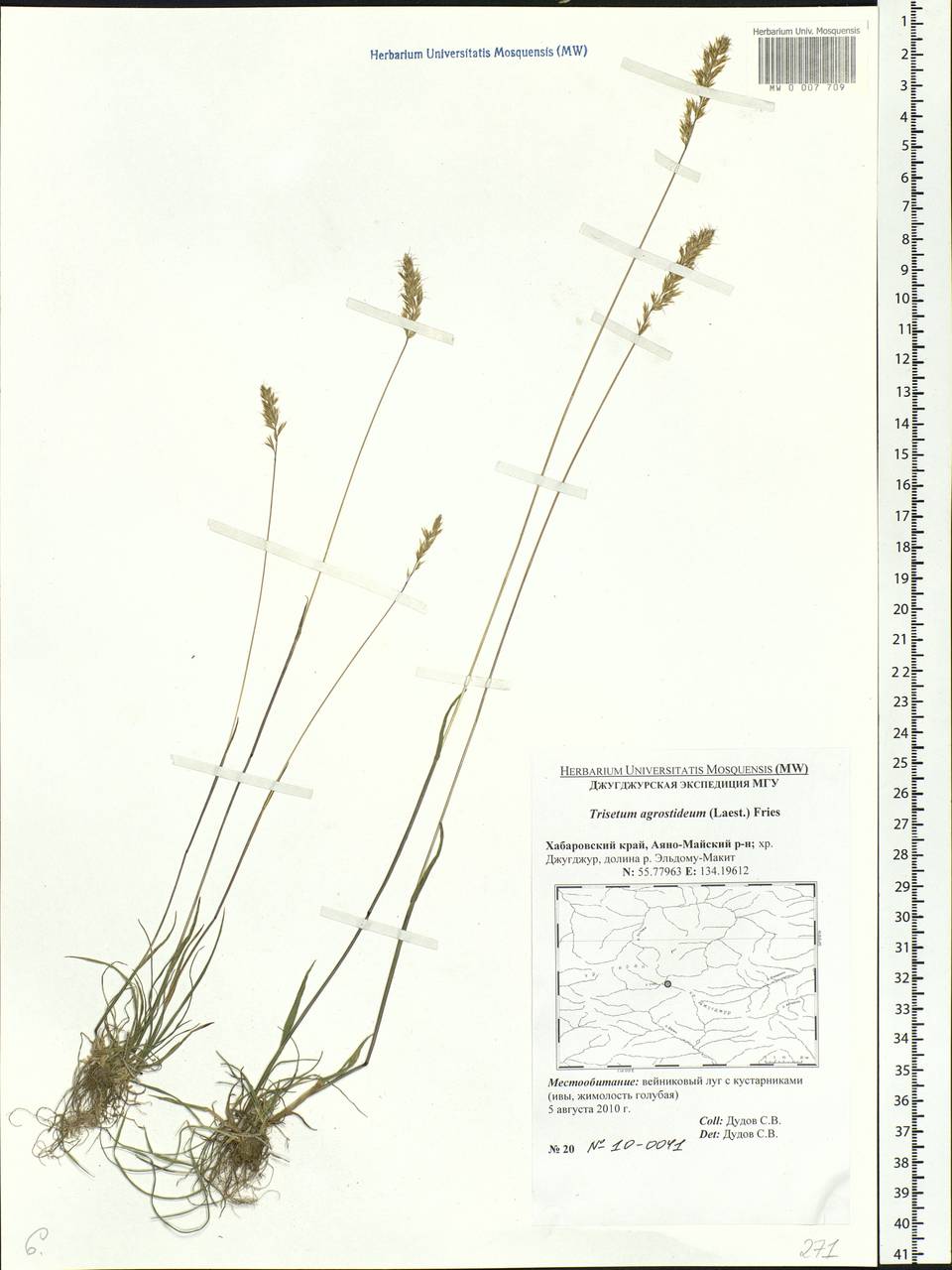 Trisetum spicatum (L.) K.Richt., Siberia, Russian Far East (S6) (Russia)