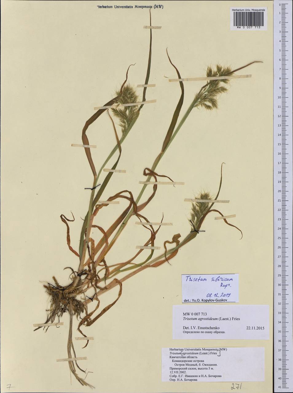 Sibirotrisetum sibiricum (Rupr.) Barberá, Siberia, Chukotka & Kamchatka (S7) (Russia)