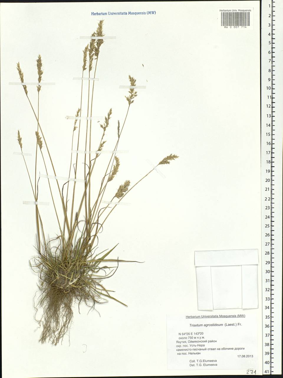 Koeleria subalpestris (Hartm.) Barberá, Quintanar, Soreng & P.M.Peterson, Siberia, Yakutia (S5) (Russia)