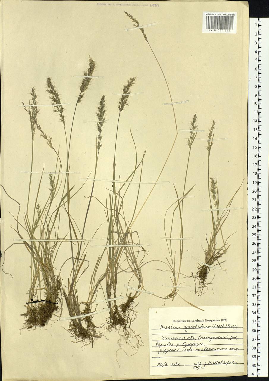 Koeleria subalpestris (Hartm.) Barberá, Quintanar, Soreng & P.M.Peterson, Siberia, Baikal & Transbaikal region (S4) (Russia)