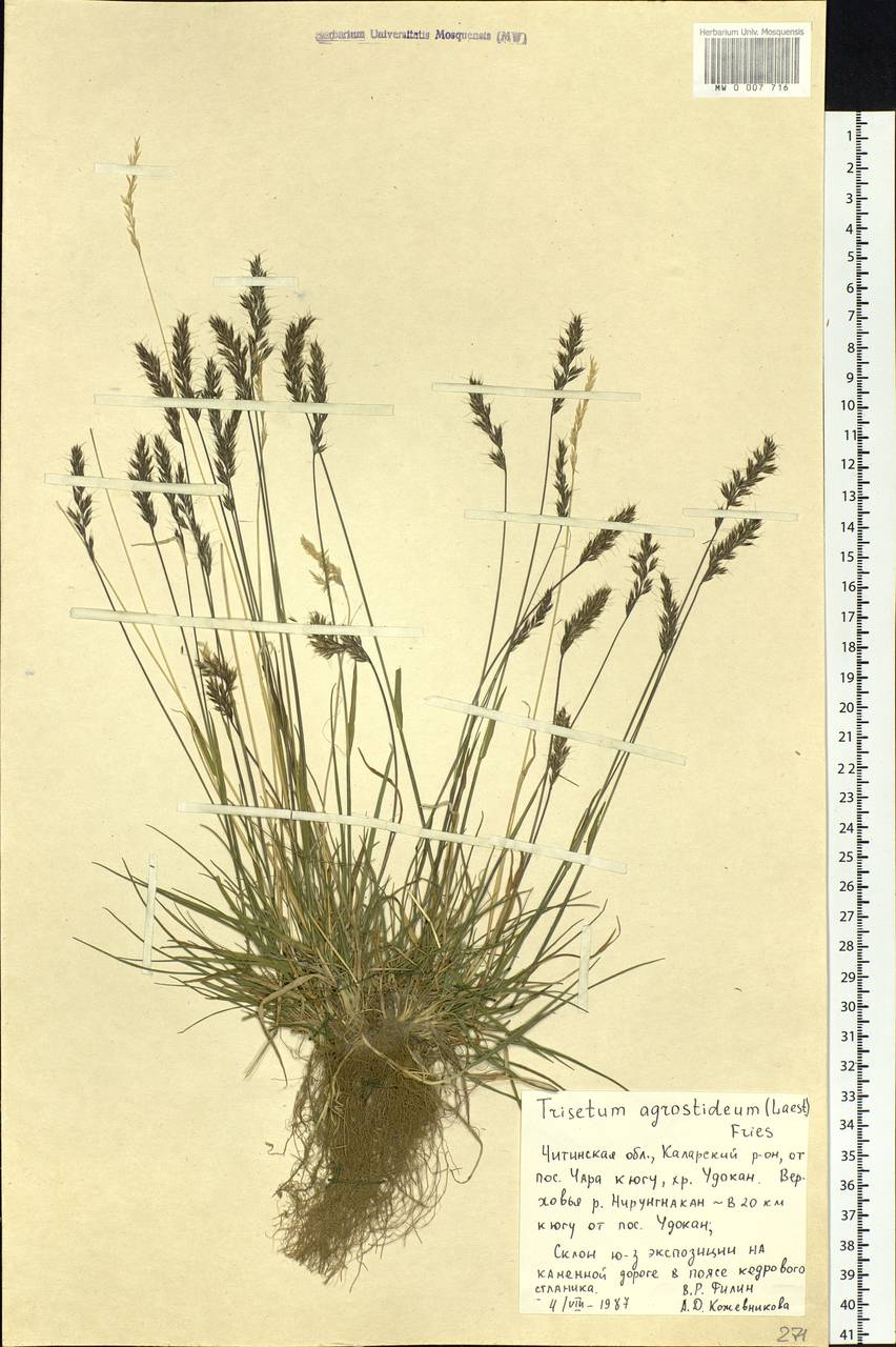 Koeleria subalpestris (Hartm.) Barberá, Quintanar, Soreng & P.M.Peterson, Siberia, Baikal & Transbaikal region (S4) (Russia)