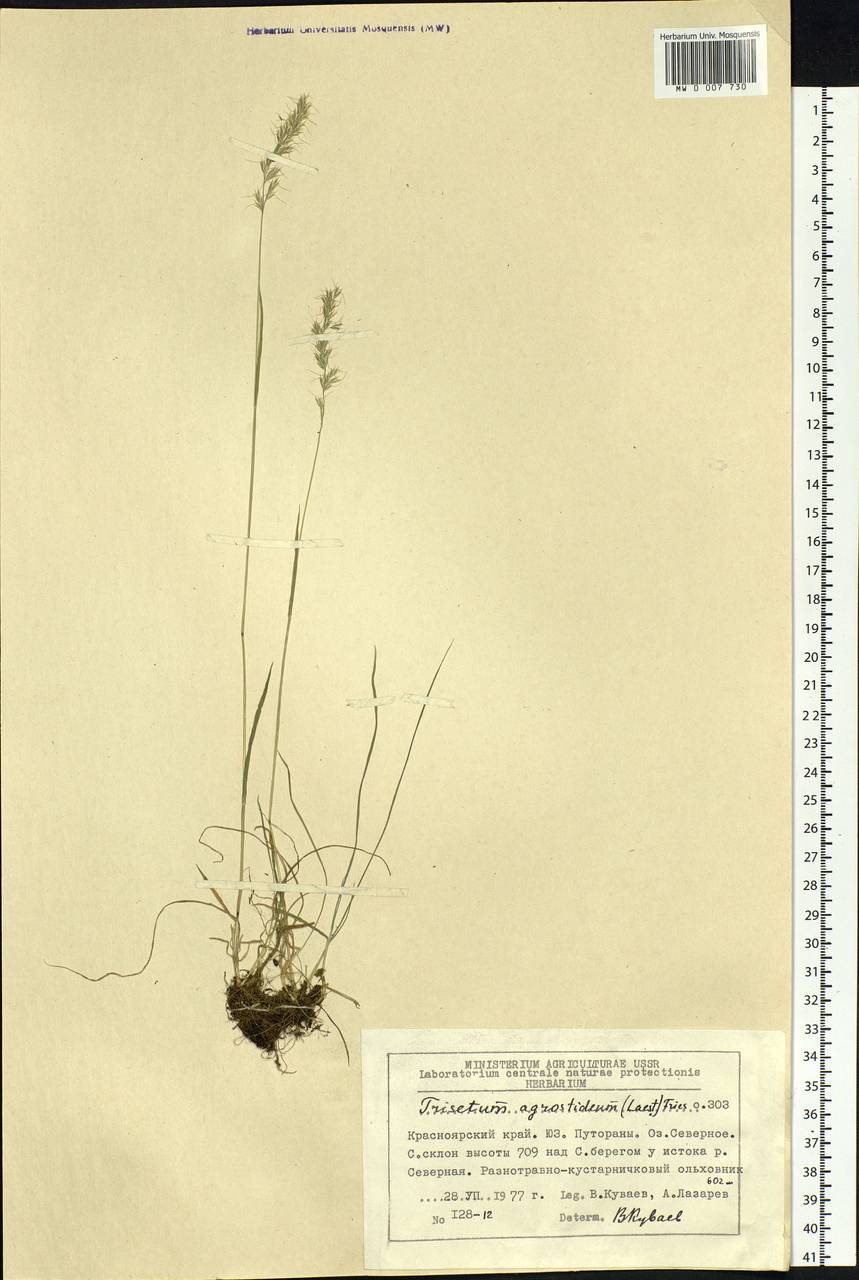 Koeleria subalpestris (Hartm.) Barberá, Quintanar, Soreng & P.M.Peterson, Siberia, Central Siberia (S3) (Russia)