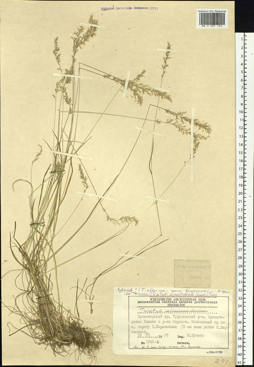 Koeleria subalpestris (Hartm.) Barberá, Quintanar, Soreng & P.M.Peterson, Siberia, Central Siberia (S3) (Russia)