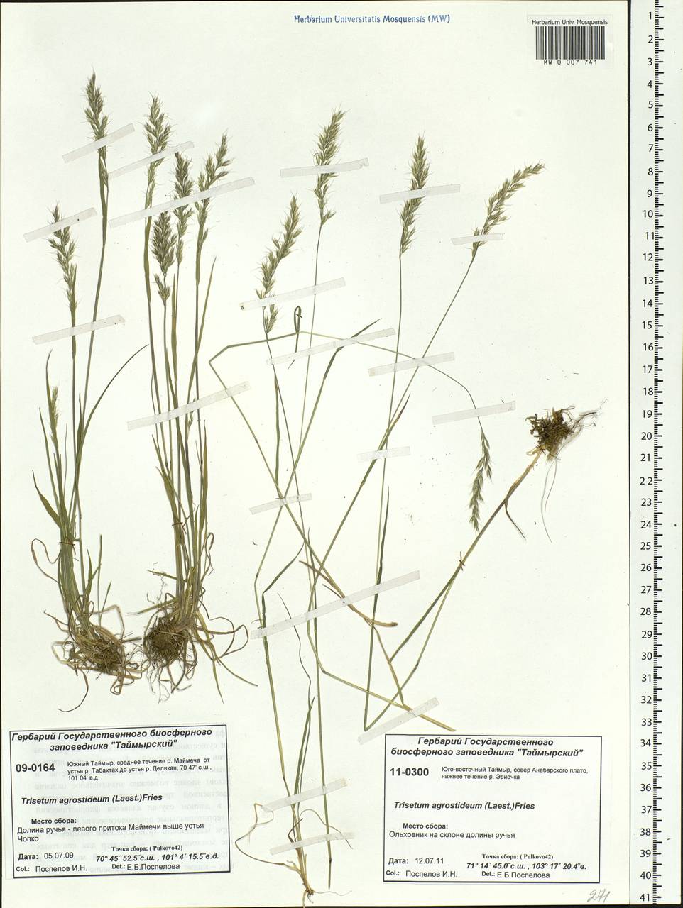 Koeleria subalpestris (Hartm.) Barberá, Quintanar, Soreng & P.M.Peterson, Siberia, Central Siberia (S3) (Russia)