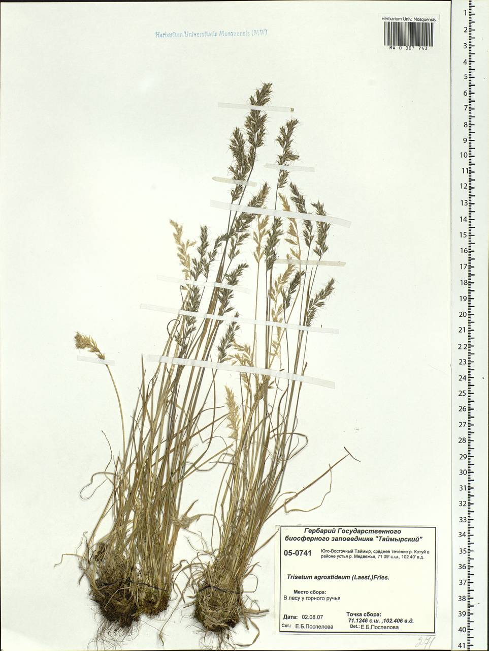 Koeleria subalpestris (Hartm.) Barberá, Quintanar, Soreng & P.M.Peterson, Siberia, Central Siberia (S3) (Russia)
