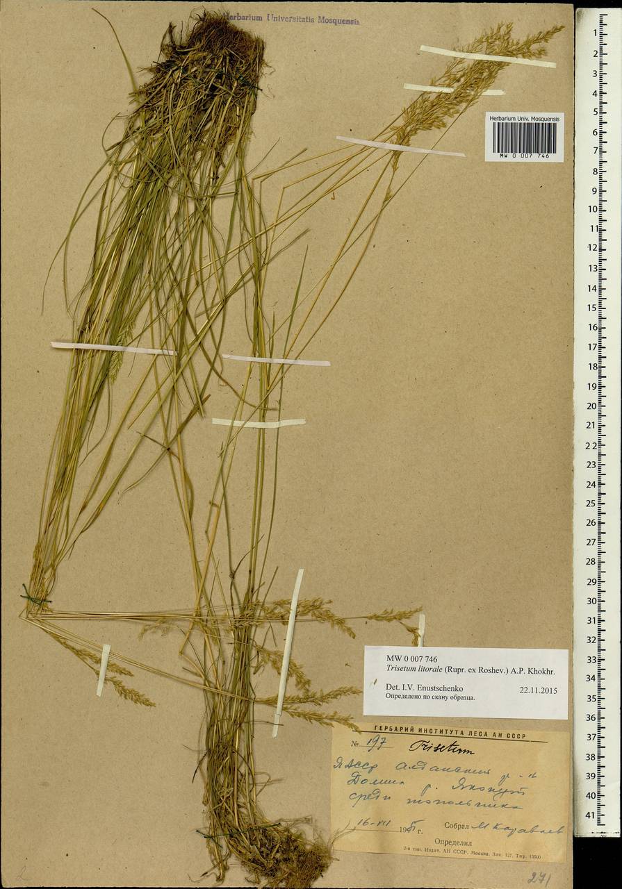 Trisetum sibiricum Rupr., Siberia, Yakutia (S5) (Russia)