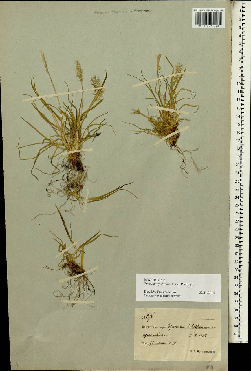 Koeleria spicata (L.) Barberá, Quintanar, Soreng & P.M.Peterson, Siberia, Chukotka & Kamchatka (S7) (Russia)