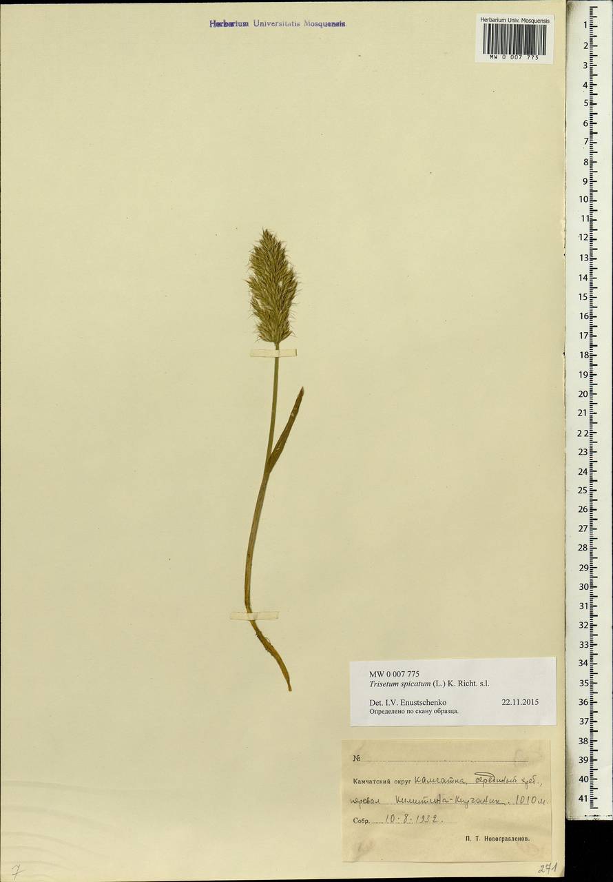 Koeleria spicata (L.) Barberá, Quintanar, Soreng & P.M.Peterson, Siberia, Chukotka & Kamchatka (S7) (Russia)