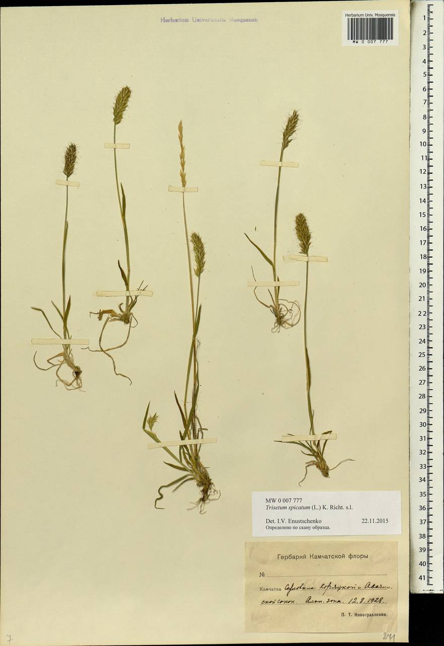 Koeleria spicata (L.) Barberá, Quintanar, Soreng & P.M.Peterson, Siberia, Chukotka & Kamchatka (S7) (Russia)