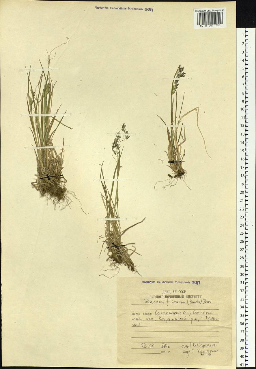 Deschampsia cespitosa subsp. cespitosa, Siberia, Chukotka & Kamchatka (S7) (Russia)