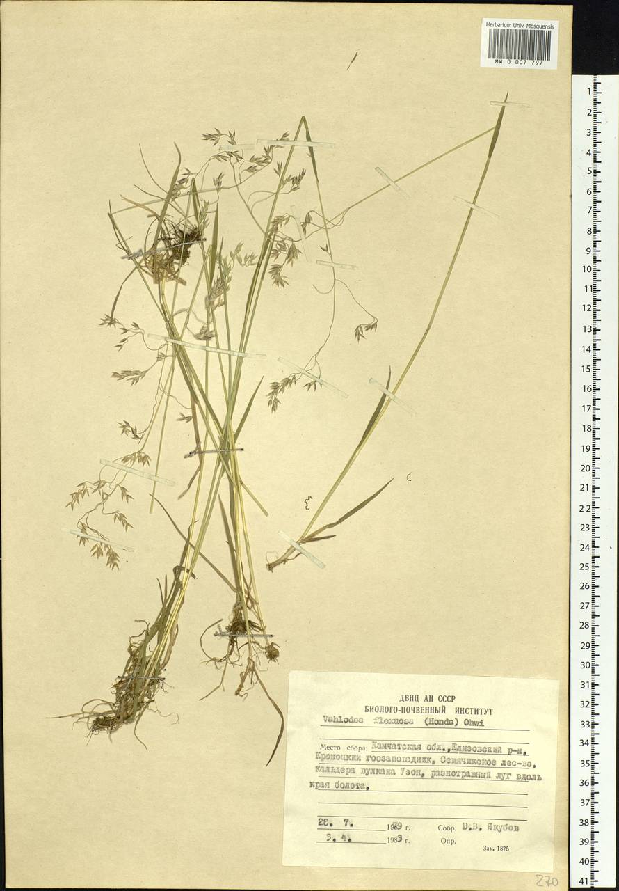 Deschampsia cespitosa subsp. cespitosa, Siberia, Chukotka & Kamchatka (S7) (Russia)